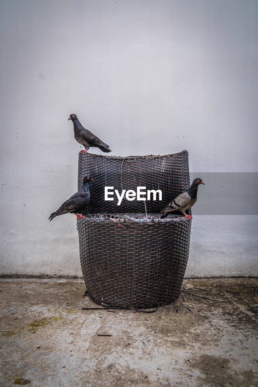 BIRD PERCHING ON BASKET