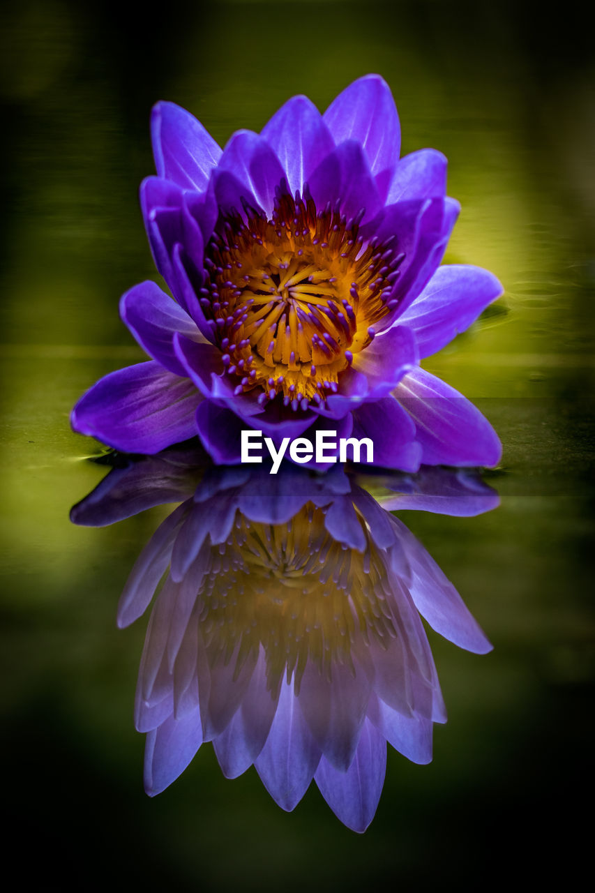 CLOSE-UP OF PURPLE FLOWER ON PLANT