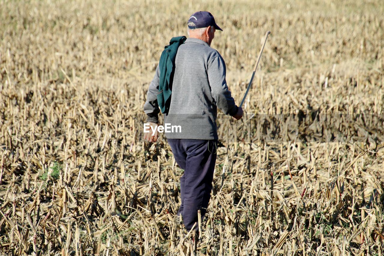 Rear view of shepherd man standing on wheat field