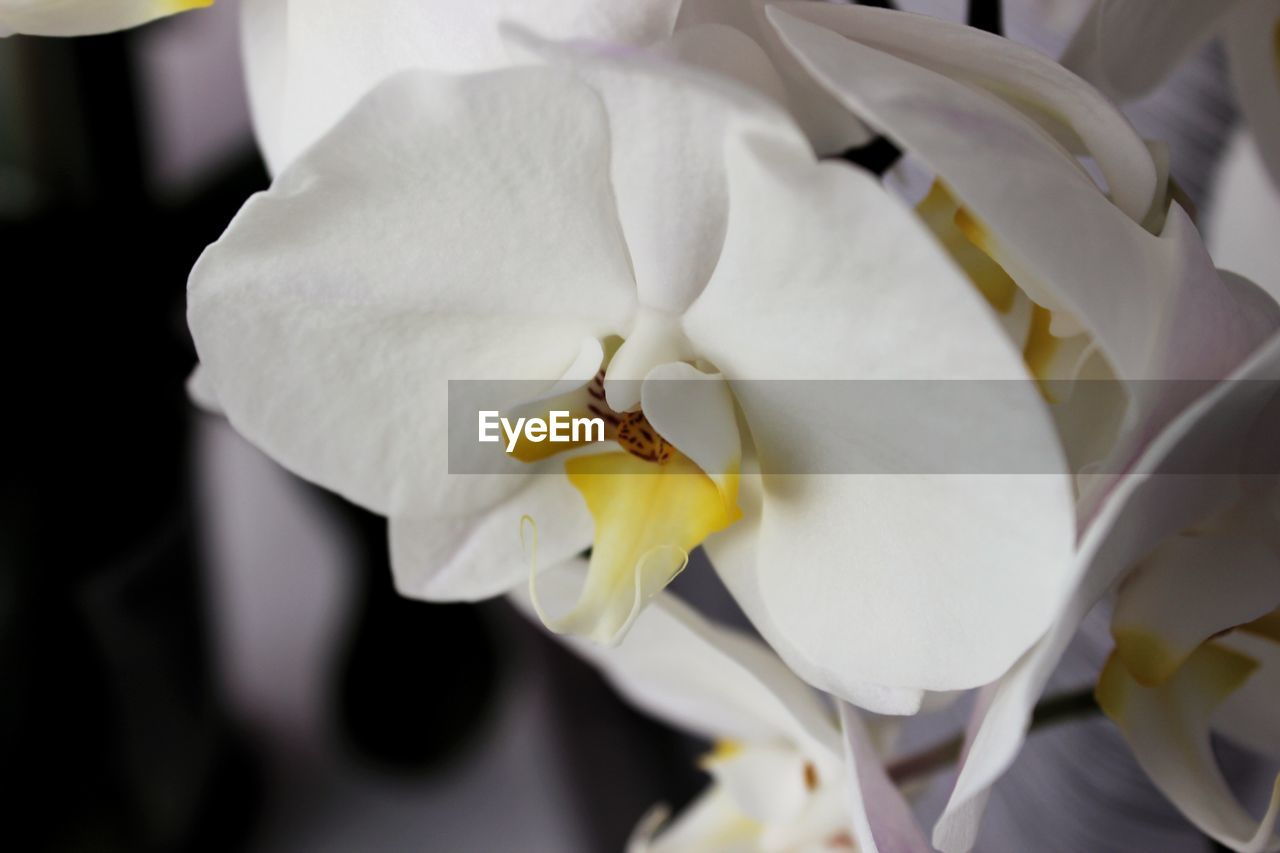 Close-up of white orchid