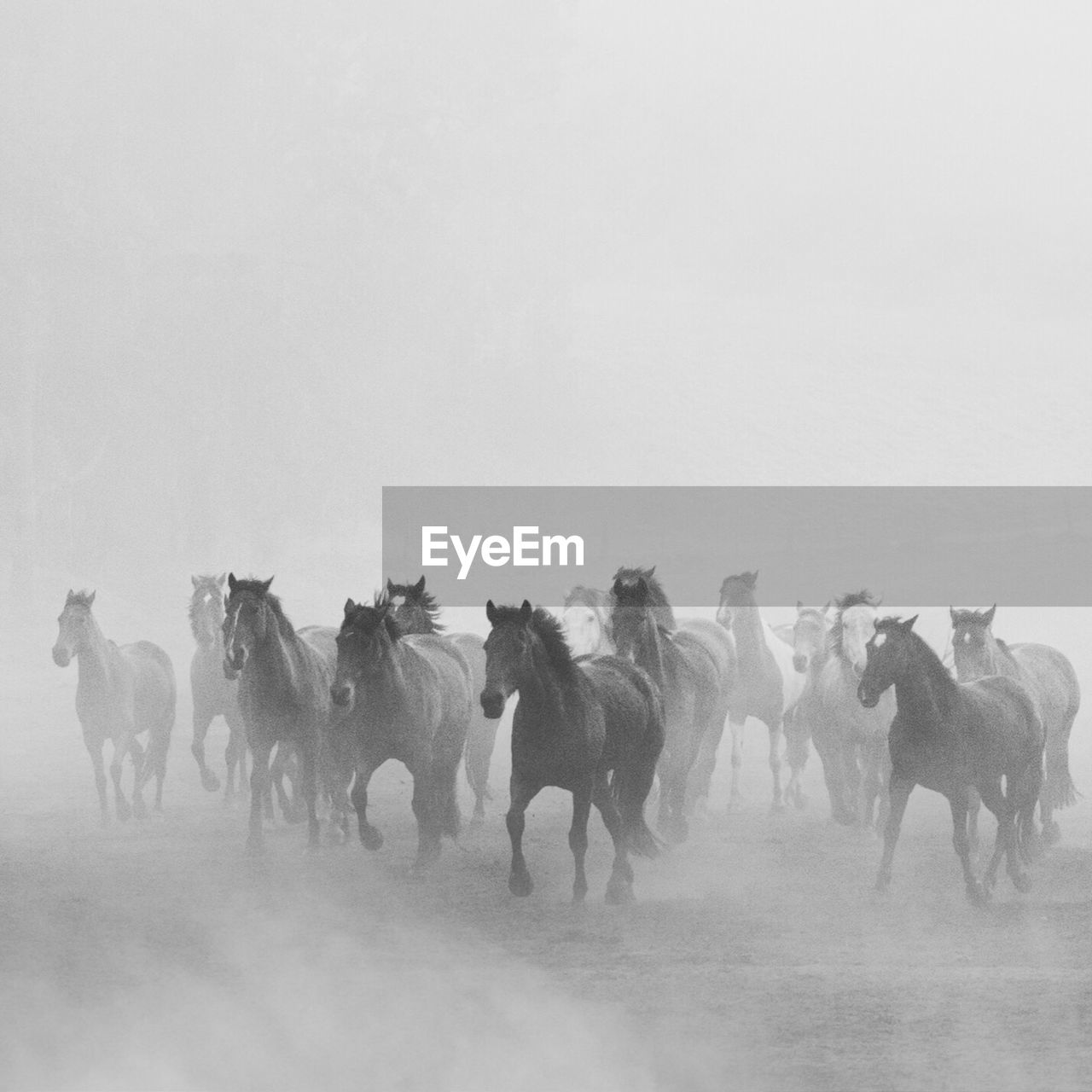 Horses running on field during foggy weather