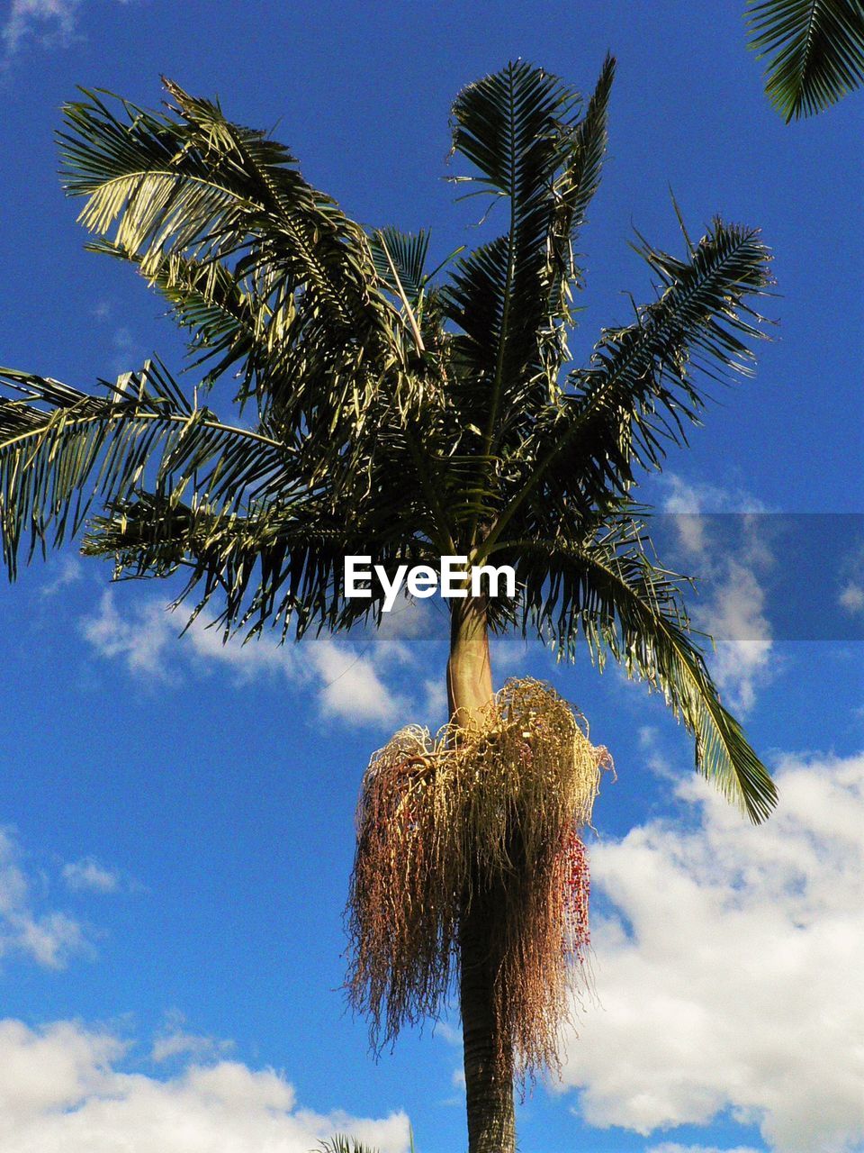 Low angle view of palm trees against blue sky