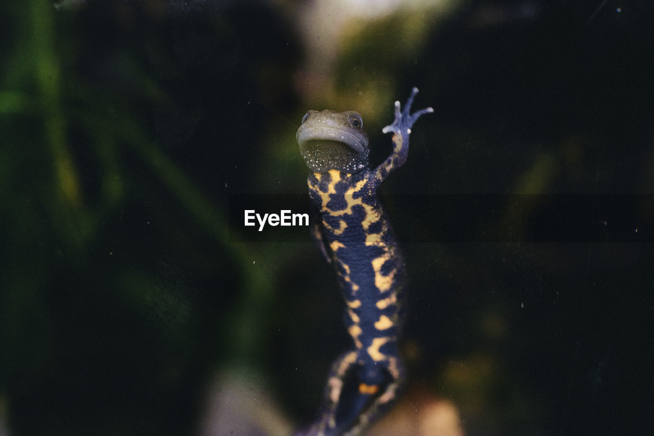 Close-up of newt swimming in terrarium