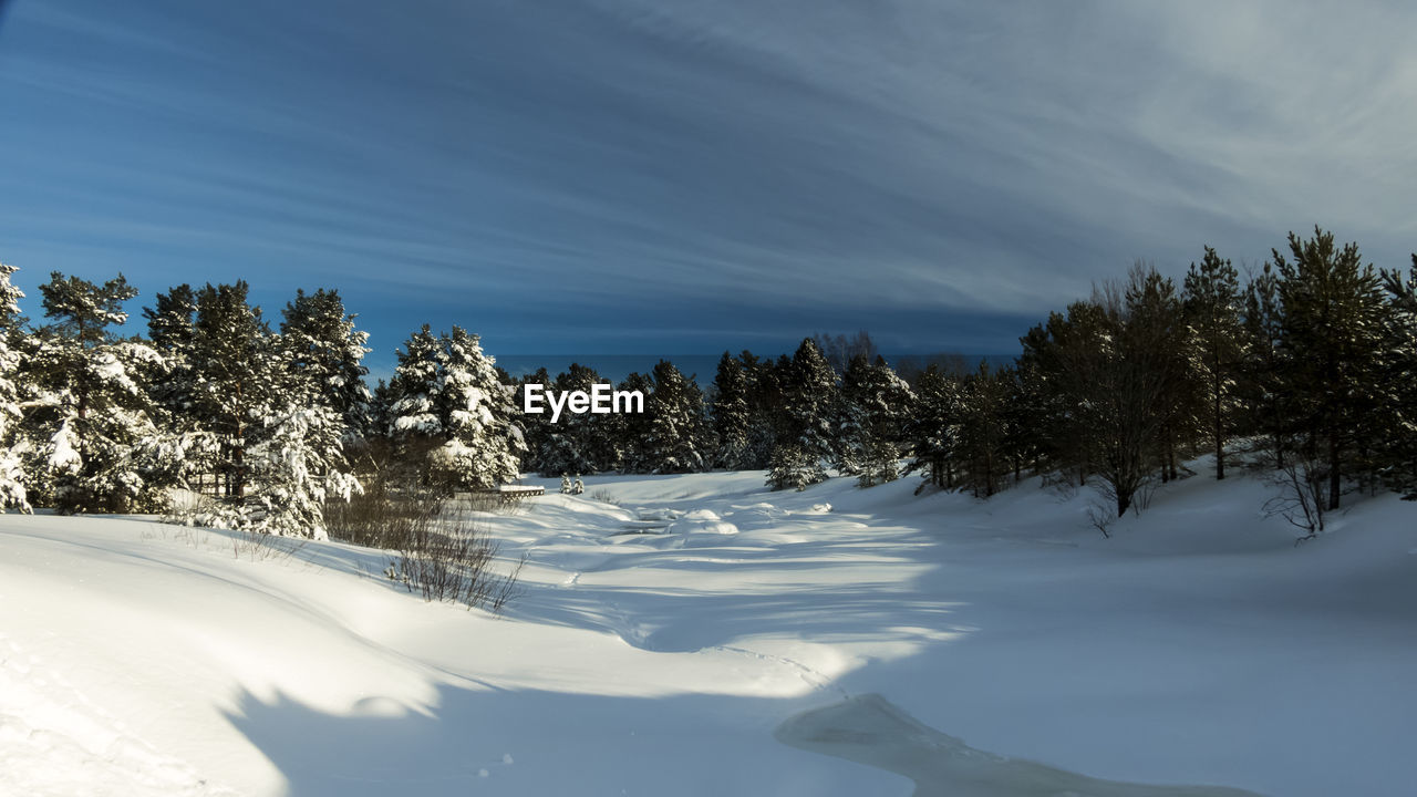 Trees on snow covered landscape against sky