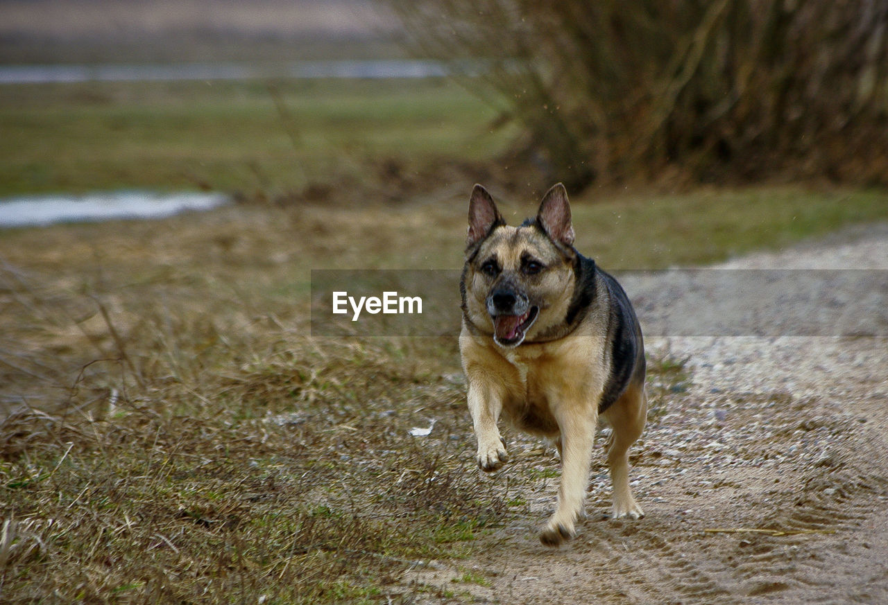 DOG STANDING ON GRASSY FIELD