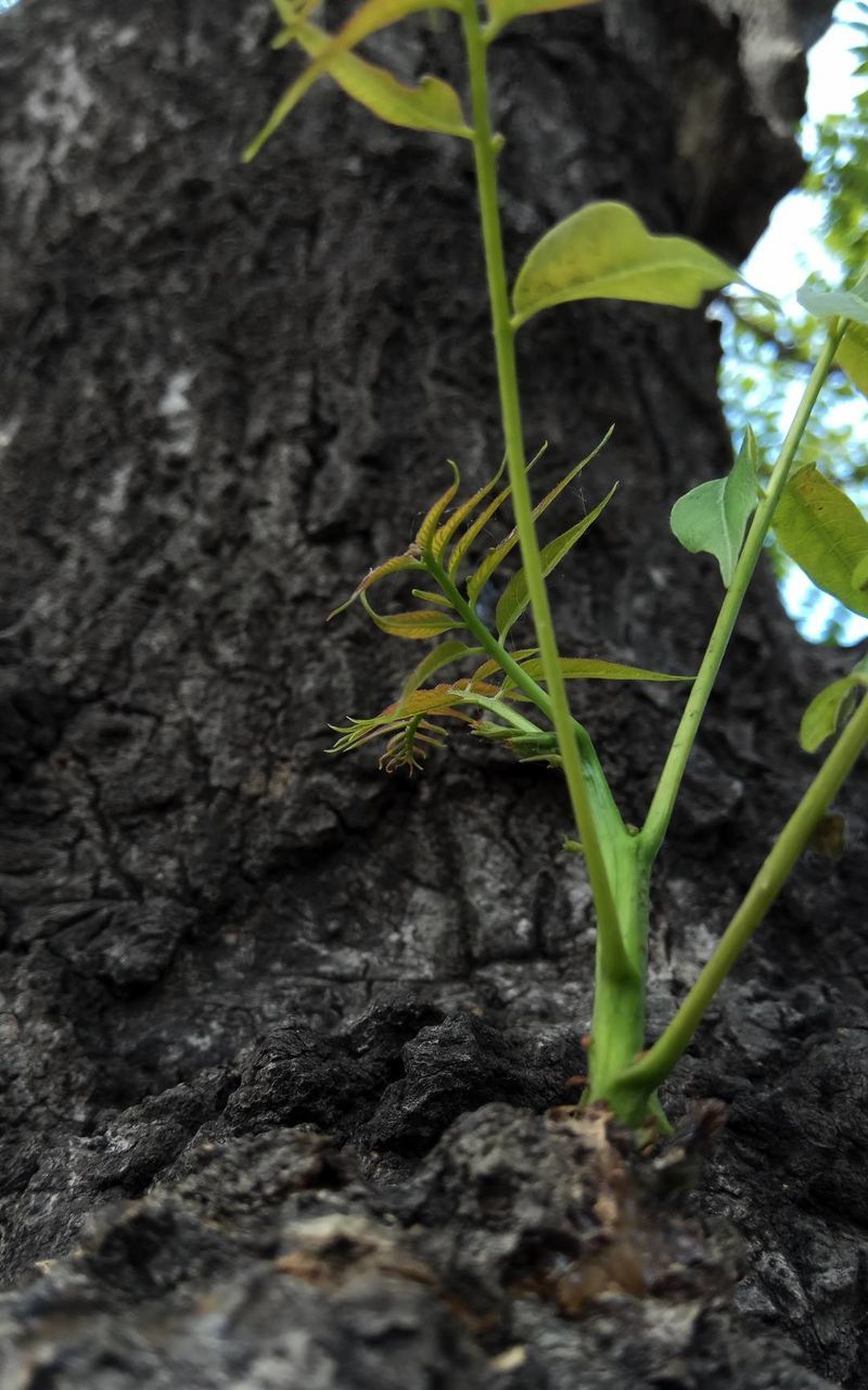 Close-up of plant growing outdoors