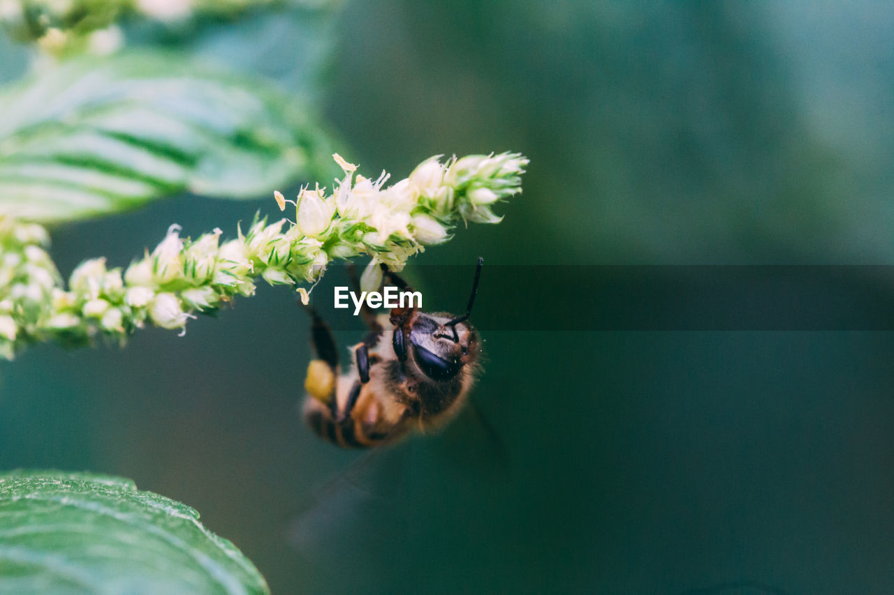 CLOSE-UP OF HOUSEFLY ON FLOWER