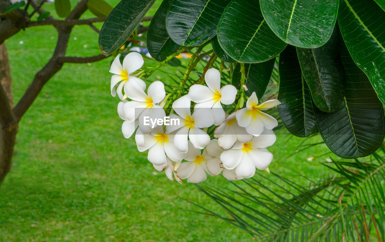 A bunch of white plumeria blooming in a park, know as temple tree, frangipani, graveyard tree