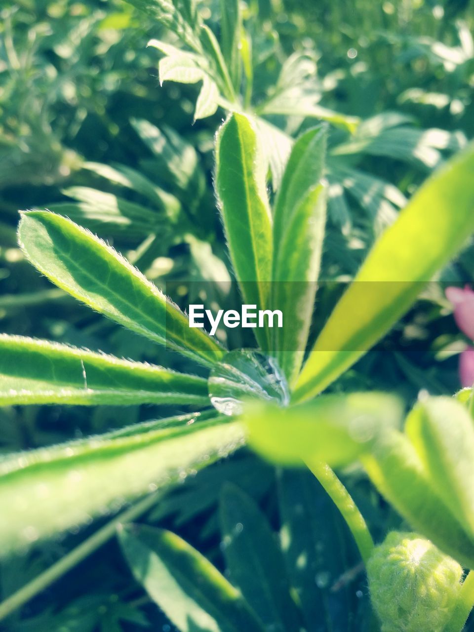 CLOSE-UP OF GREEN PLANT