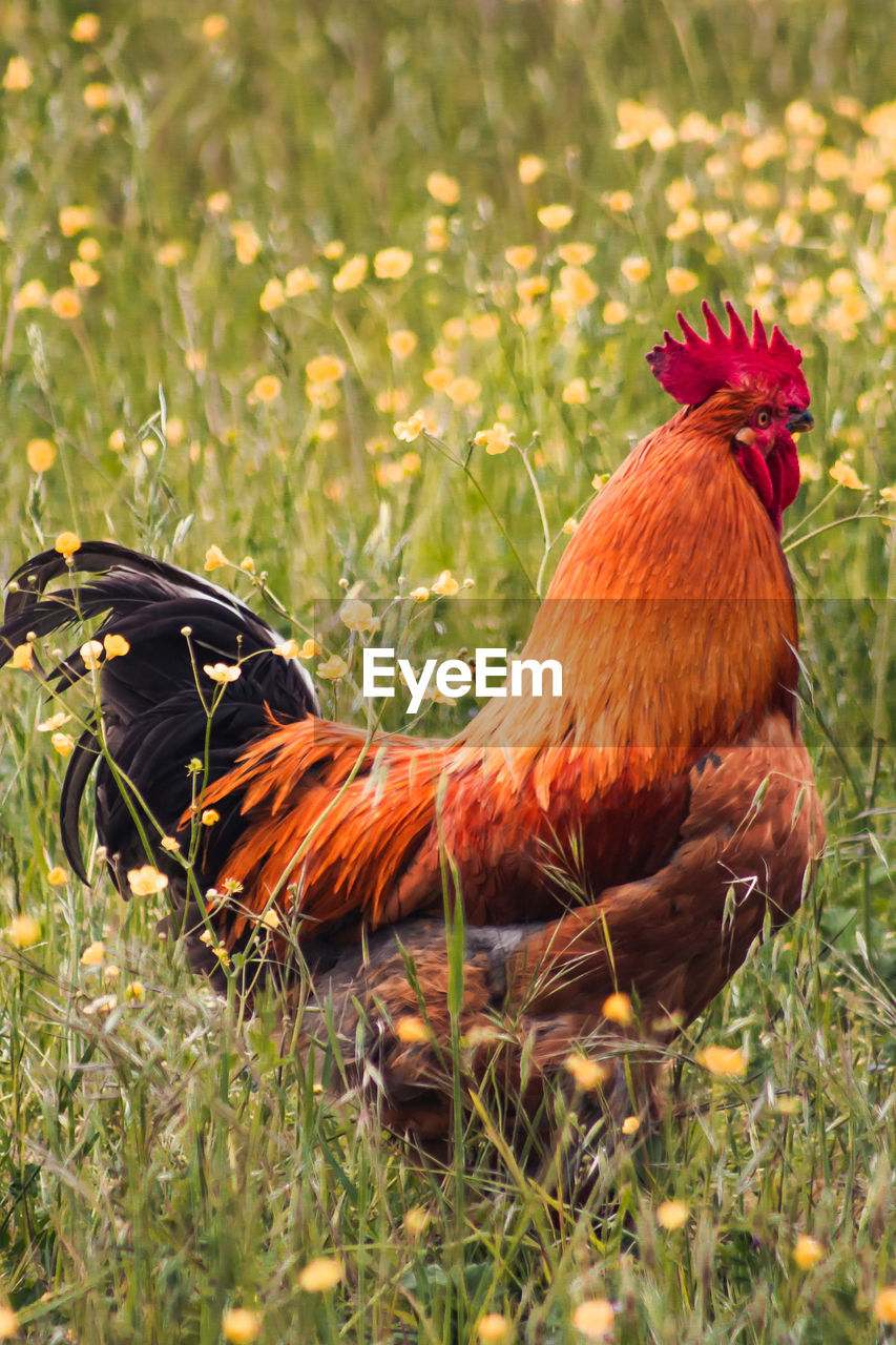 VIEW OF A BIRD ON FIELD