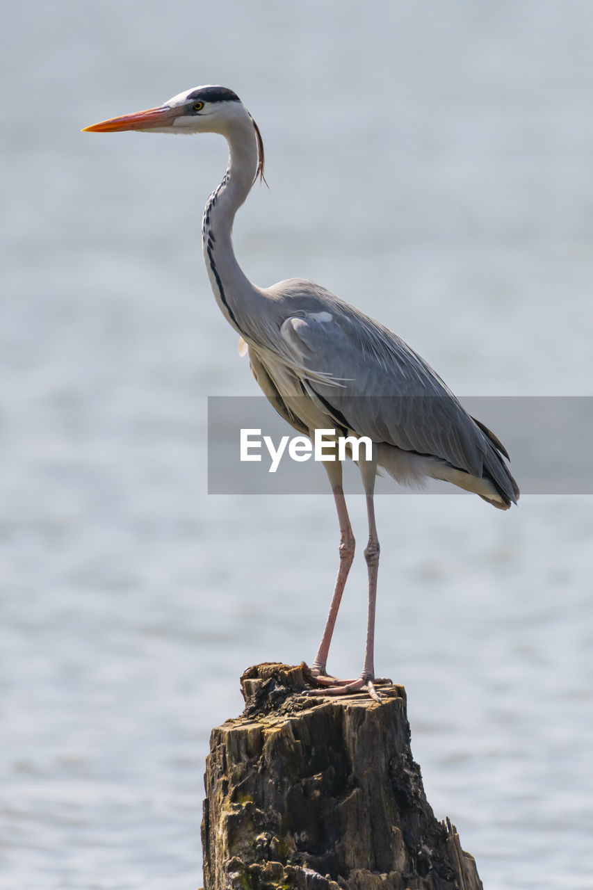 HERON PERCHING ON WOODEN POST