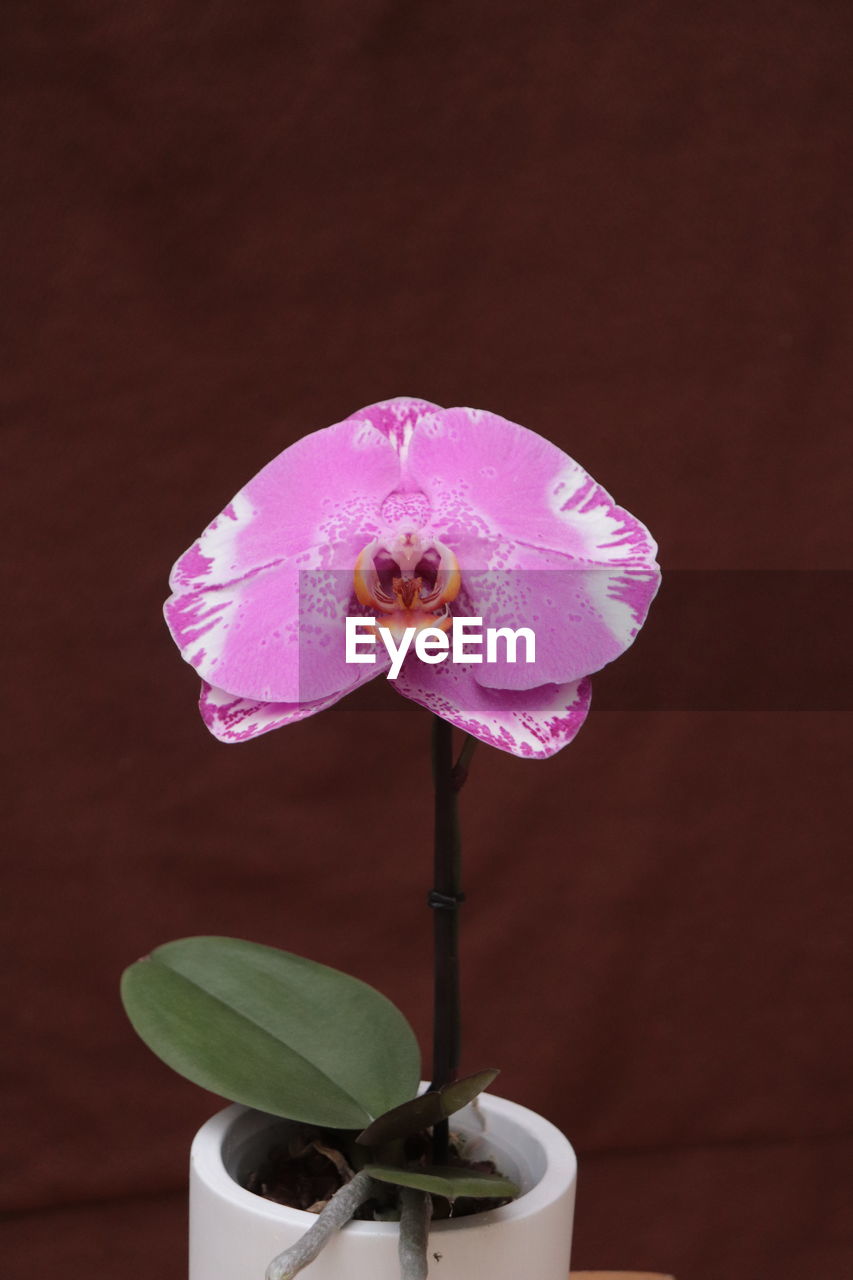 CLOSE-UP OF PINK FLOWER ON PURPLE WALL