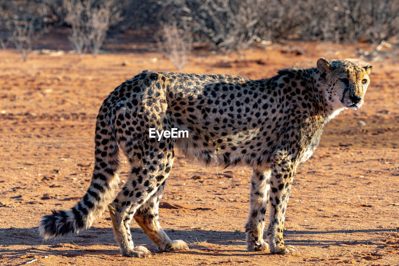 The cheetah in namibia