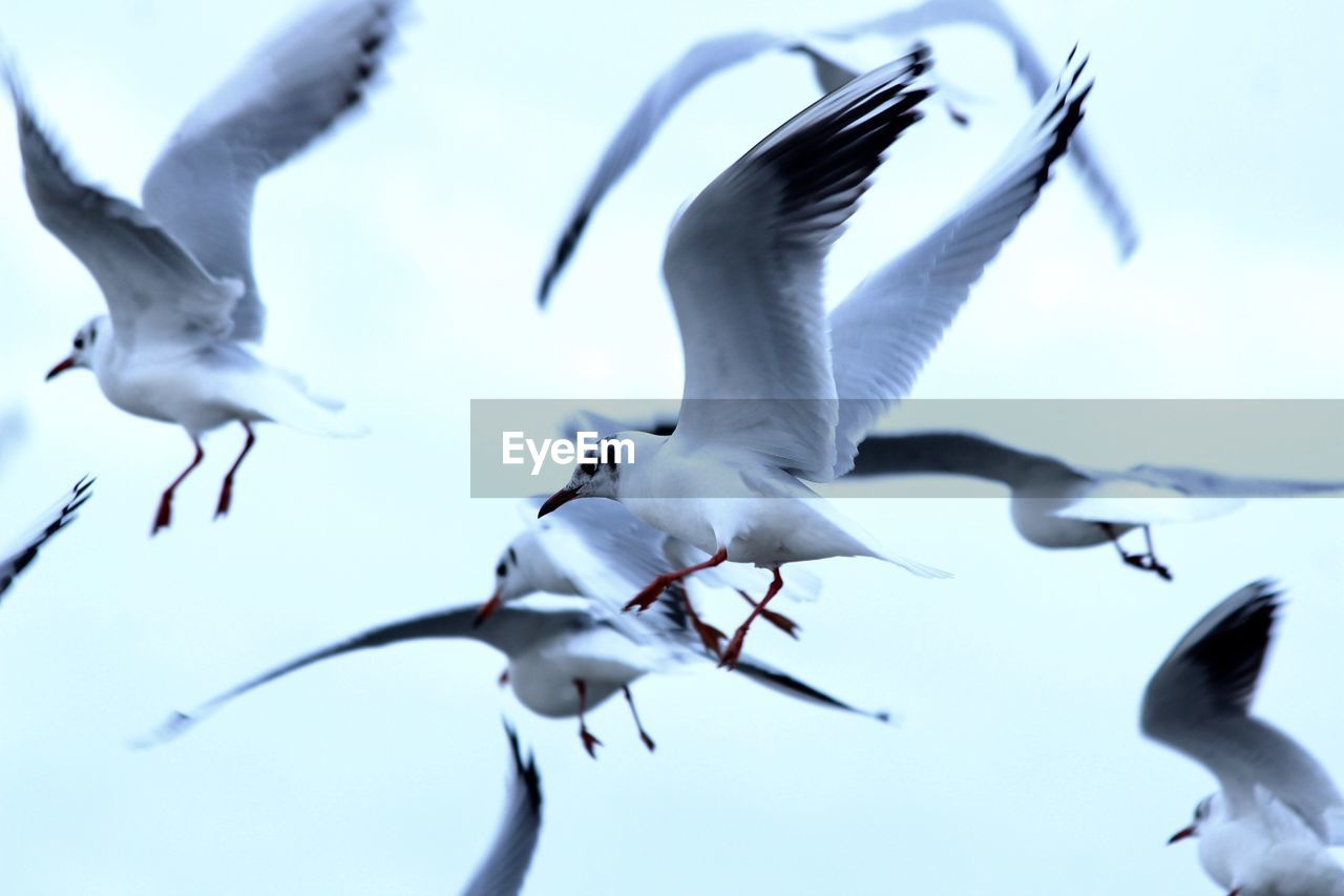 LOW ANGLE VIEW OF SEAGULLS FLYING IN THE SKY
