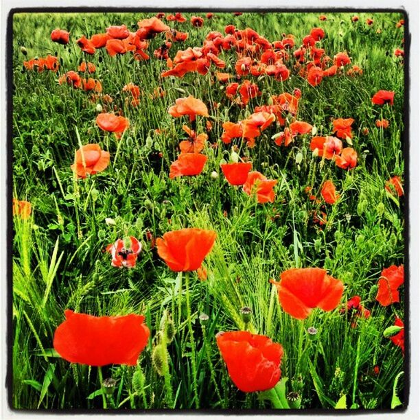 RED POPPY FLOWERS IN FIELD