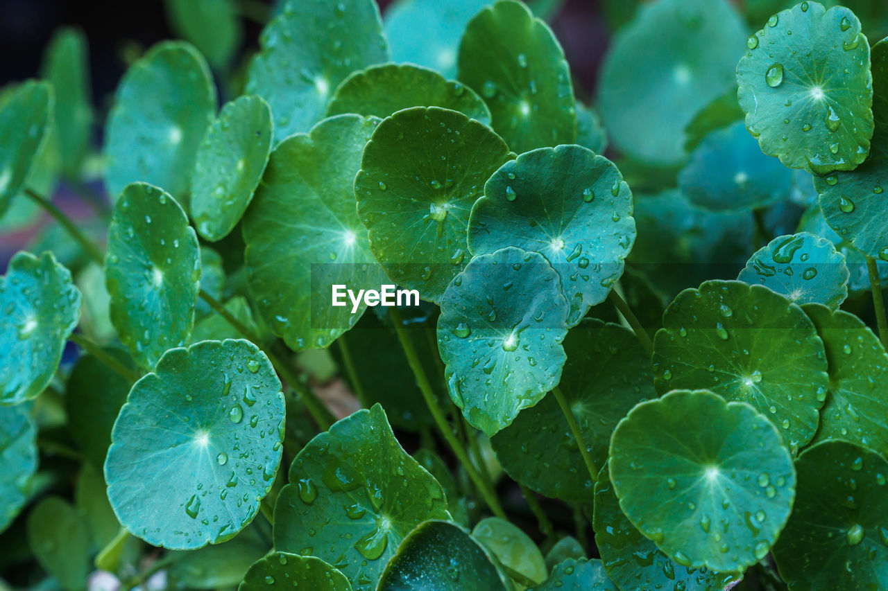 FULL FRAME SHOT OF WET PLANT LEAVES