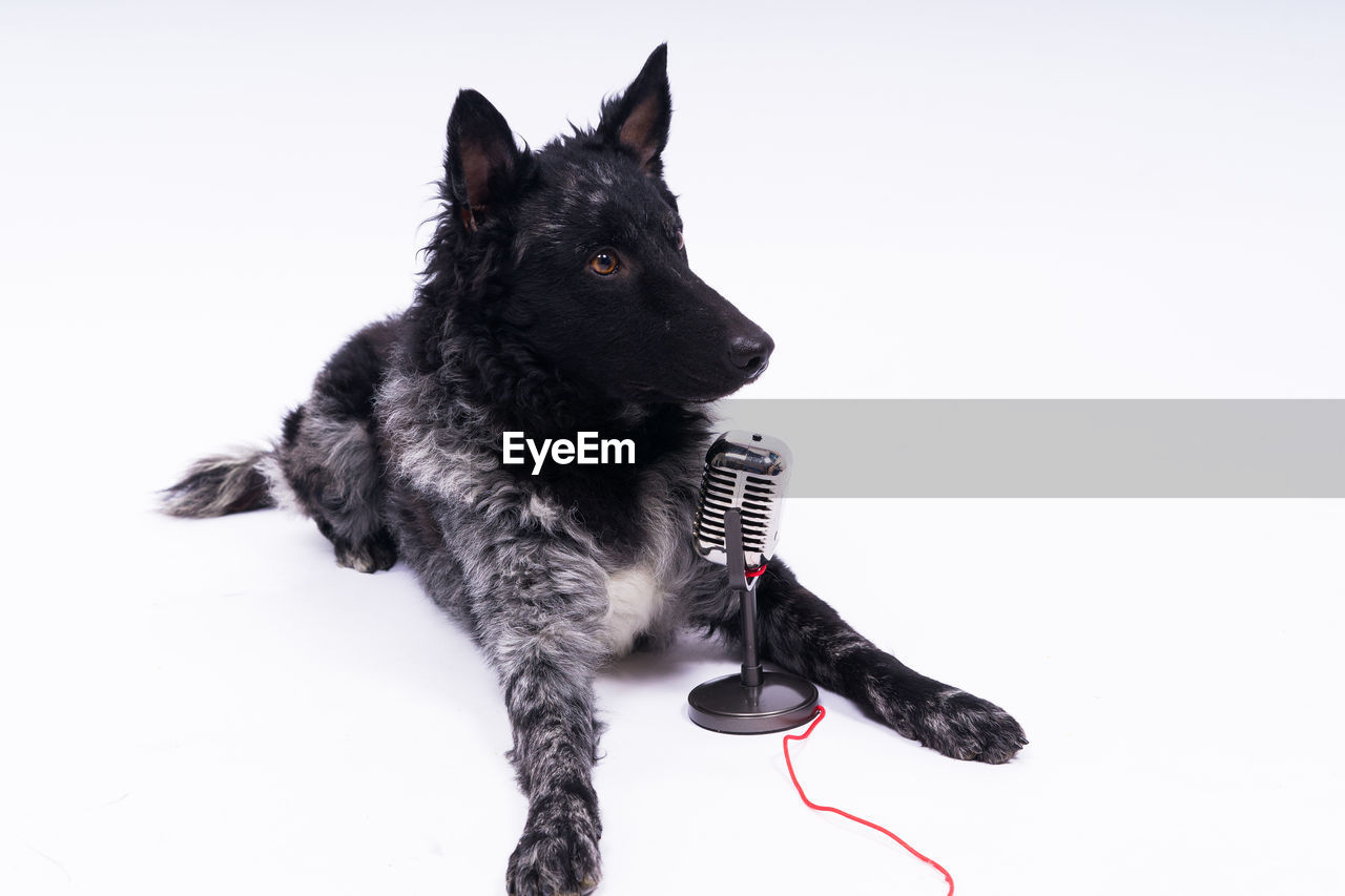 close-up portrait of dog against white background