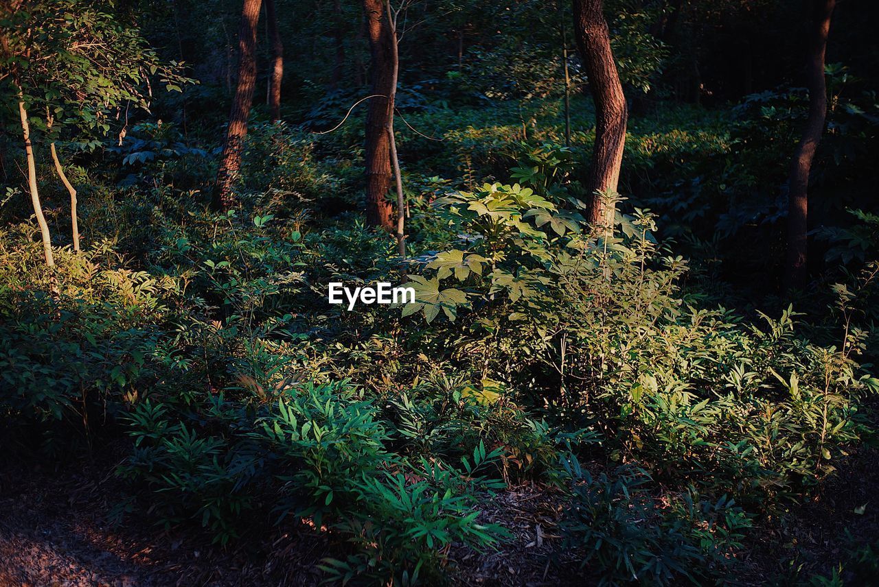 VIEW OF TREES IN FOREST