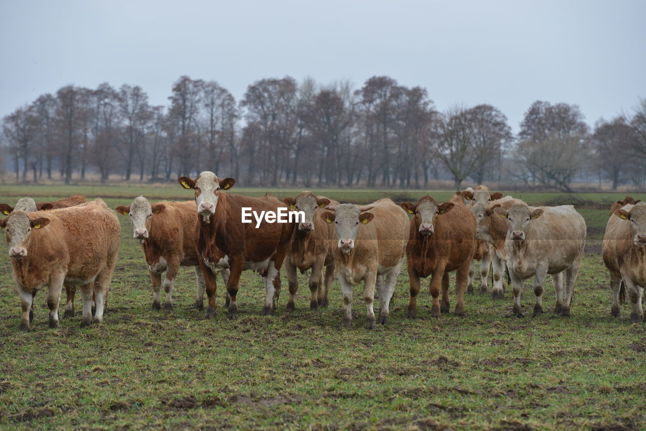 VIEW OF SHEEP ON FIELD