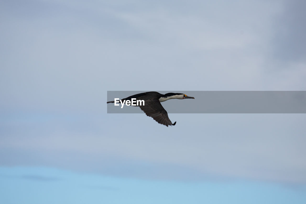 Low angle view of bird flying in sky