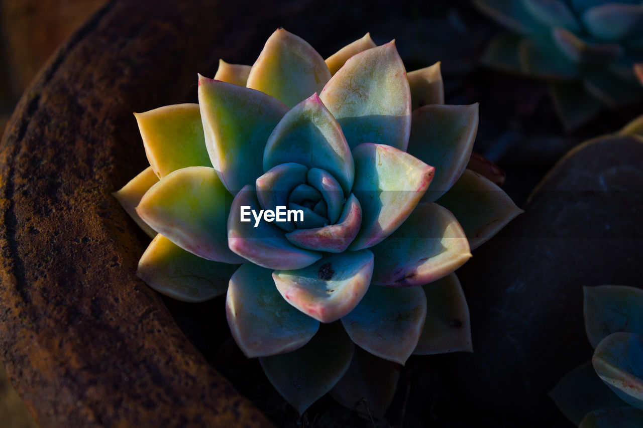 High angle view of succulent plant