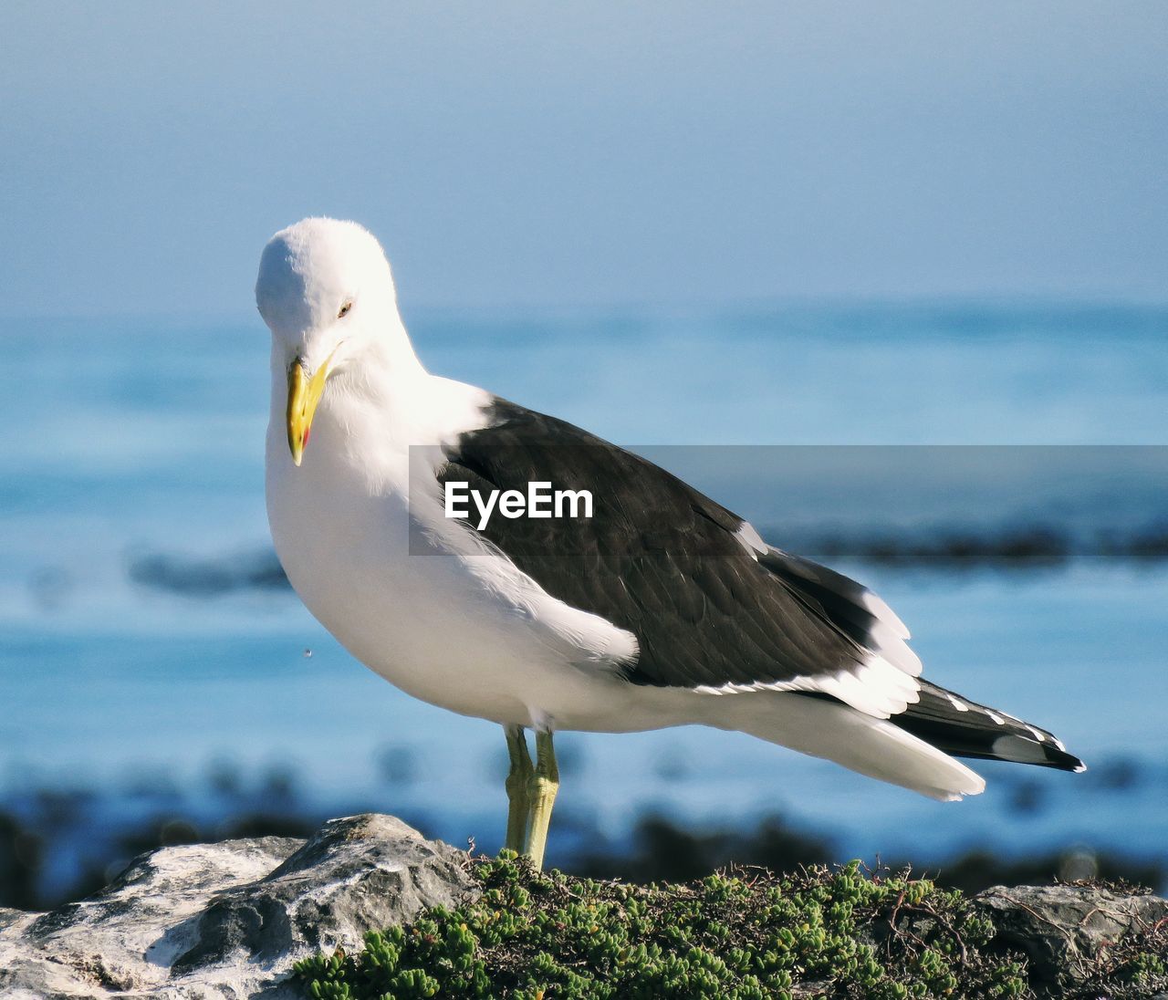 SEAGULL PERCHING ON ROCK BY SEA