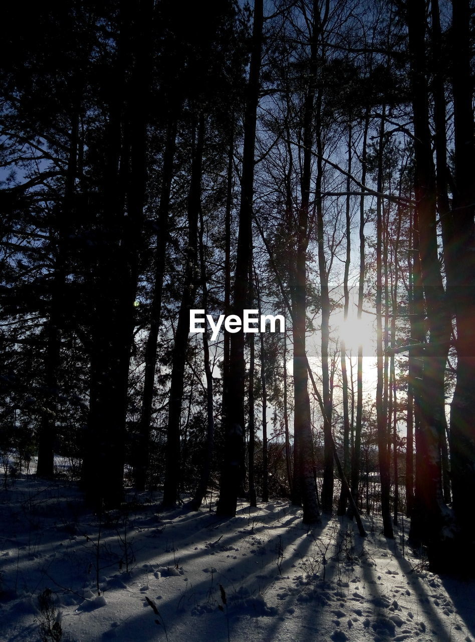 TREES IN SNOW COVERED FOREST