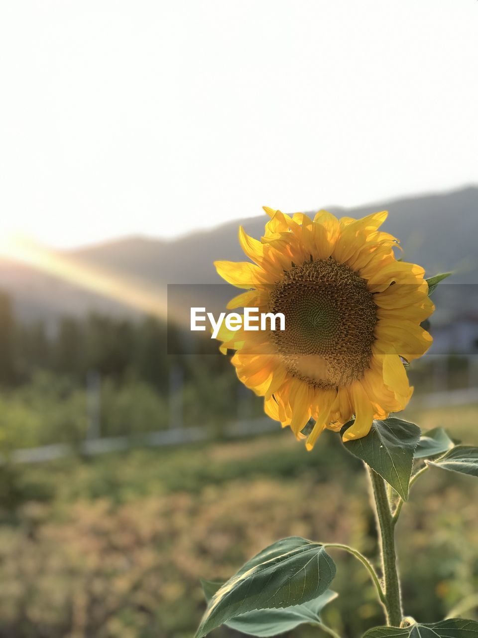 CLOSE-UP OF YELLOW FLOWER ON FIELD