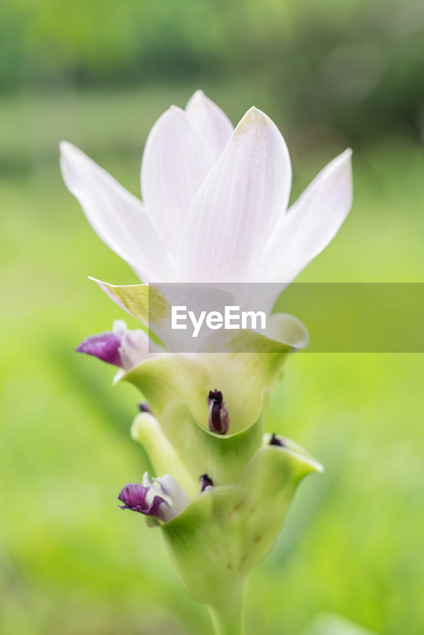 CLOSE-UP OF WHITE FLOWER