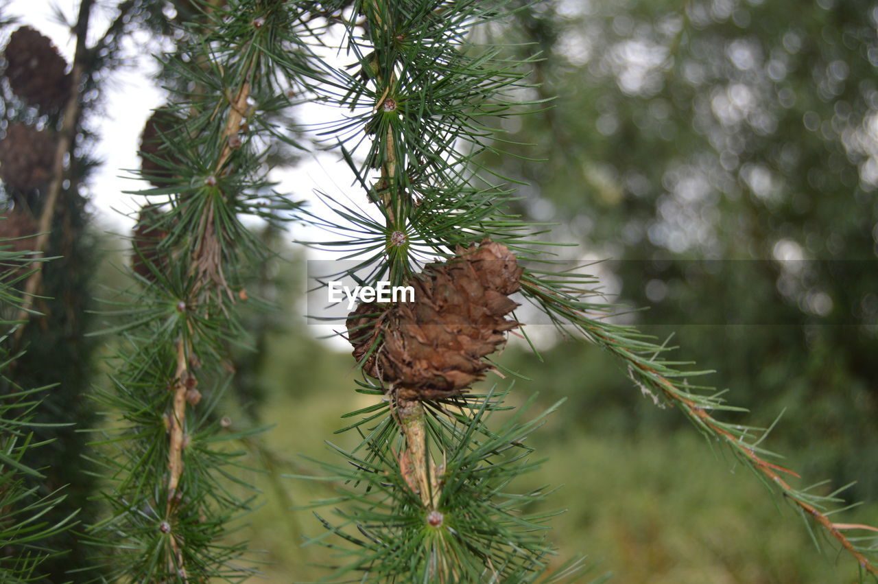 CLOSE-UP OF BUTTERFLY PERCHING ON PINE TREE BRANCH