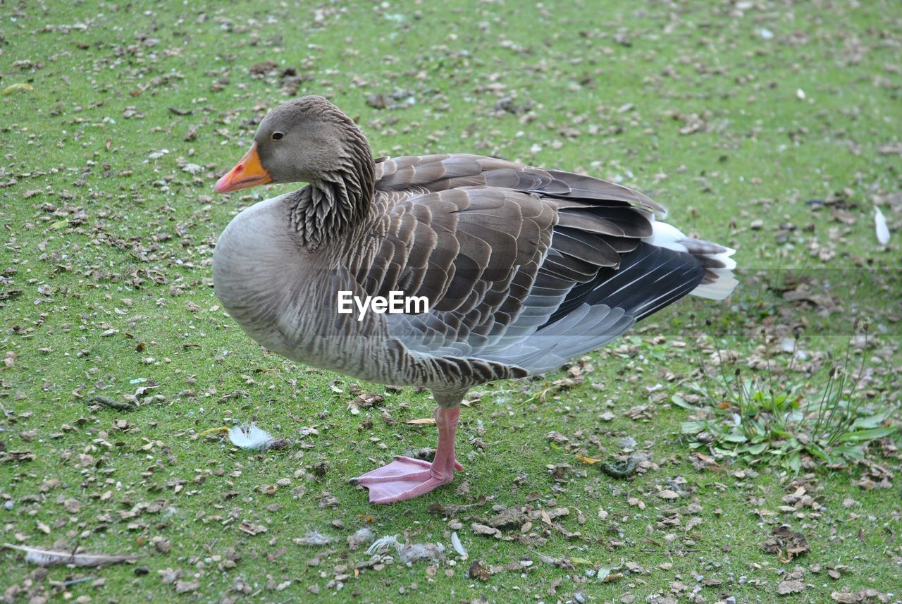 High angle view of graylag goose on field