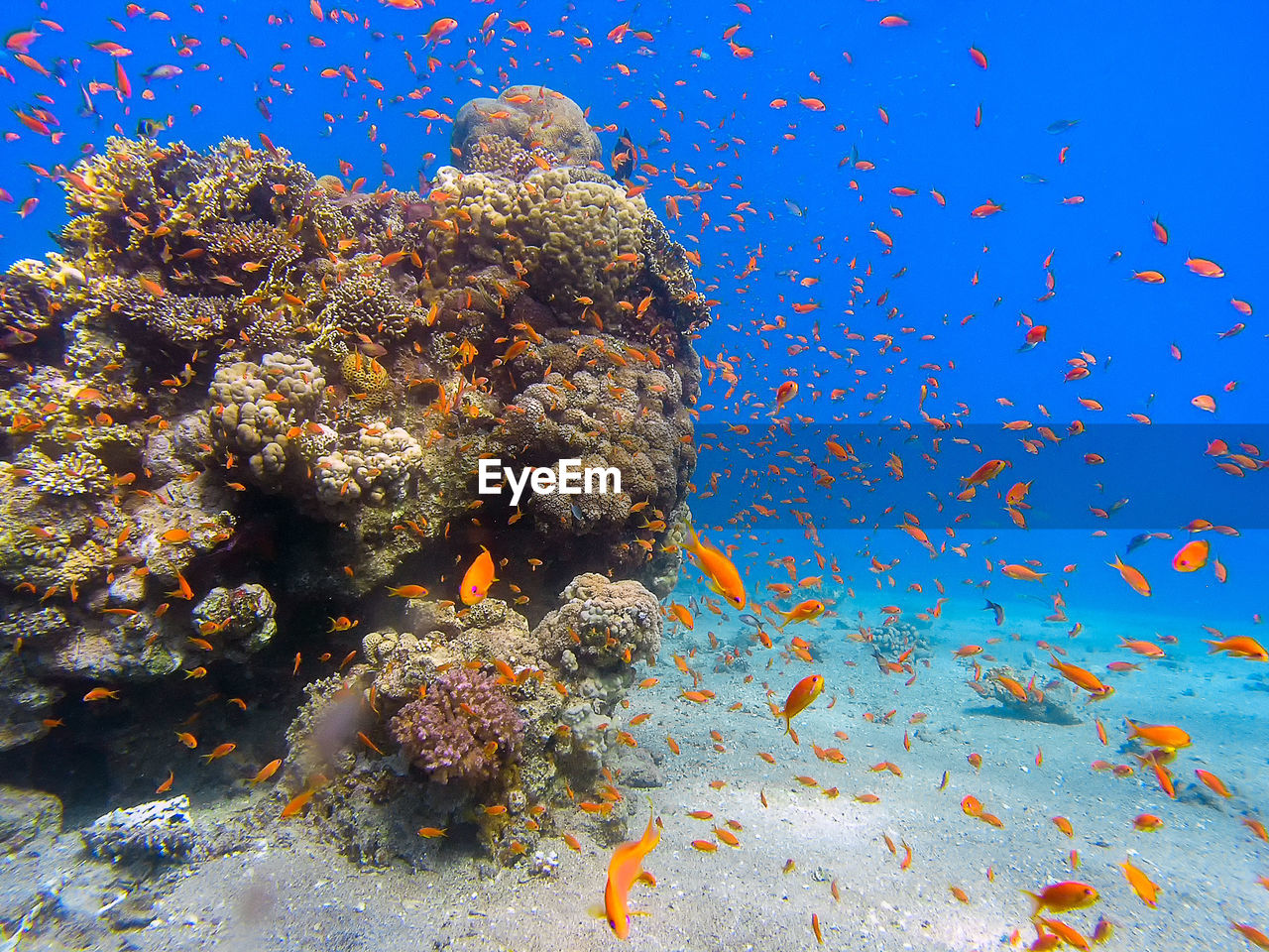 Golden anthias in the red sea