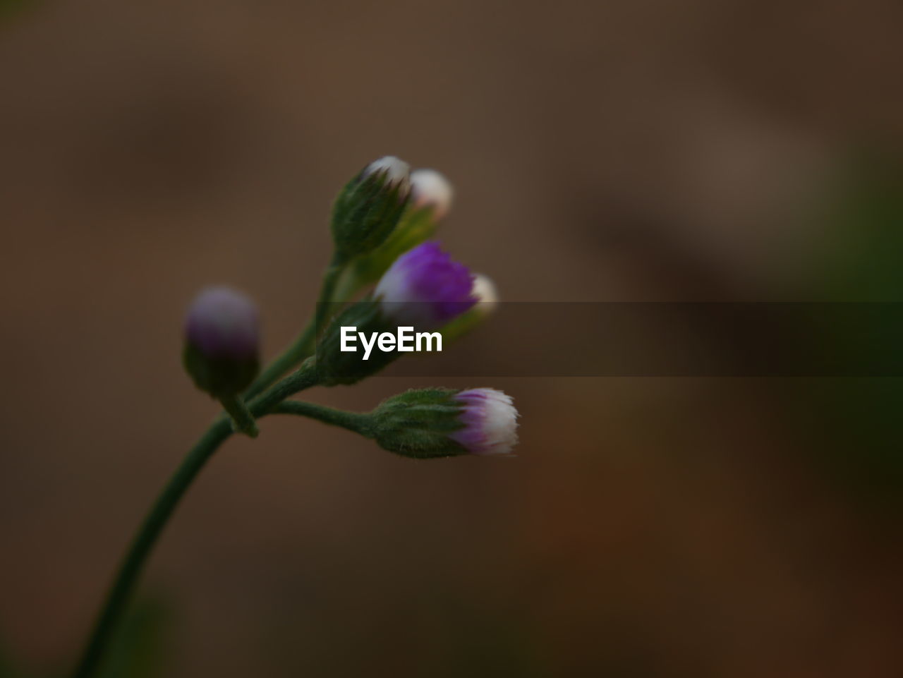 CLOSE-UP OF FLOWER