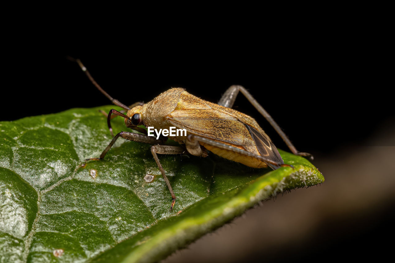 animal themes, animal, animal wildlife, one animal, wildlife, insect, macro photography, leaf, plant part, close-up, nature, black background, green, no people, animal body part, macro, outdoors, grasshopper, plant