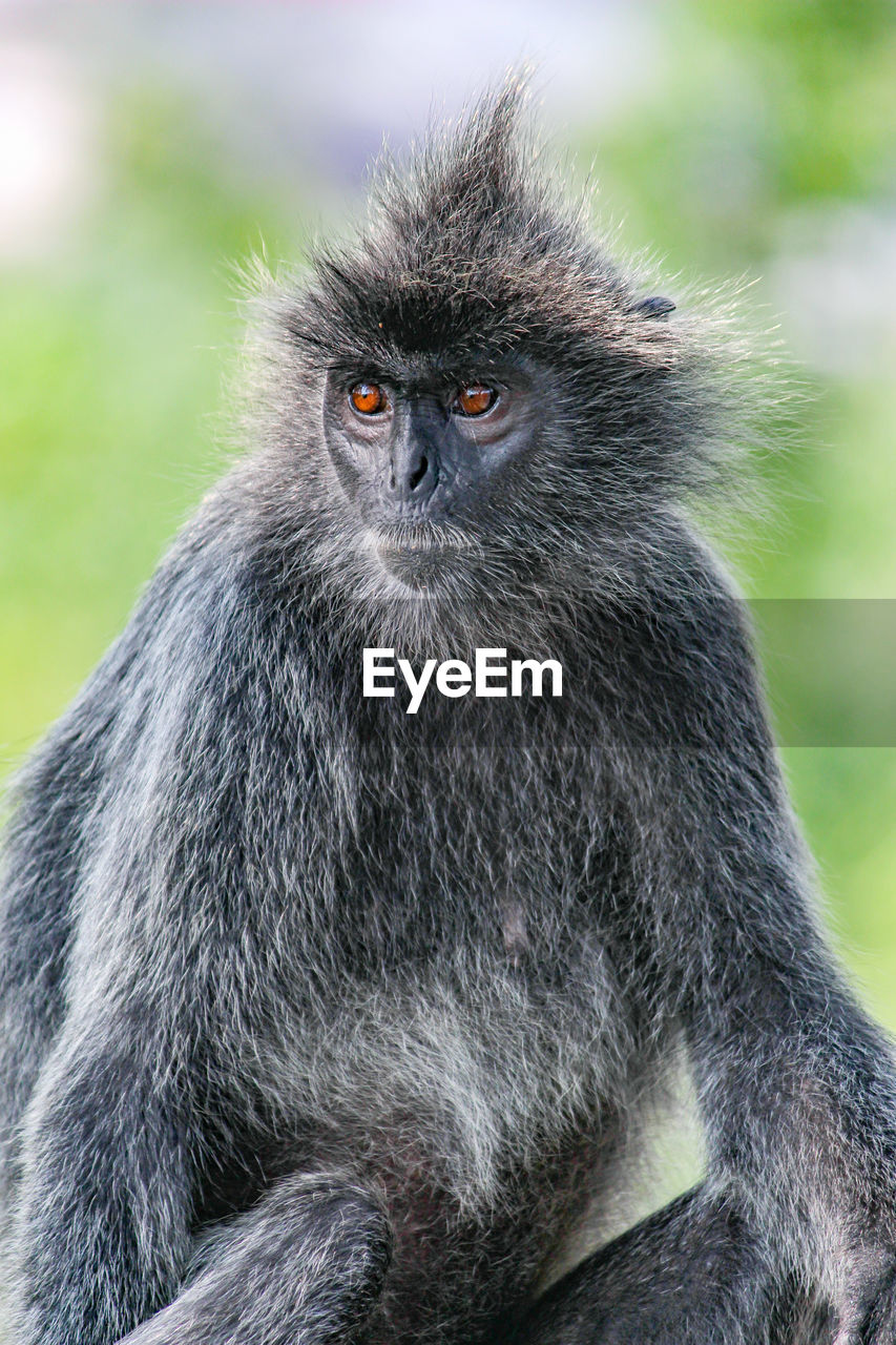 Portrait of monkey sitting outdoors