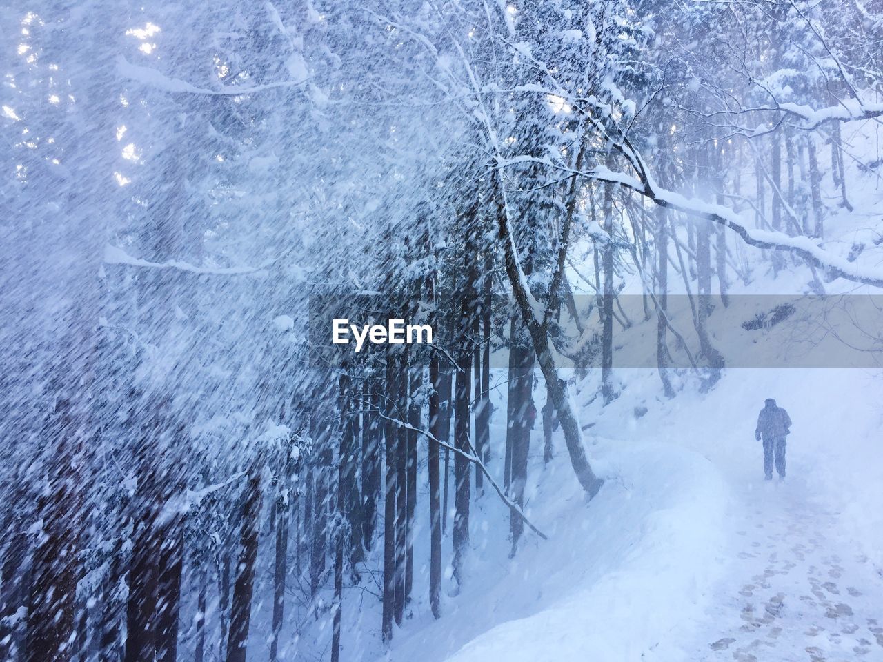 High angle view of trees on snow covered landscape