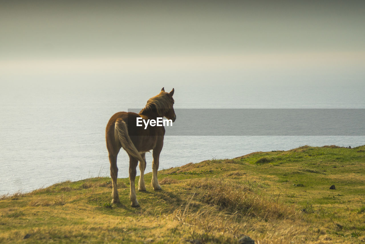 Horse standing on field against sea