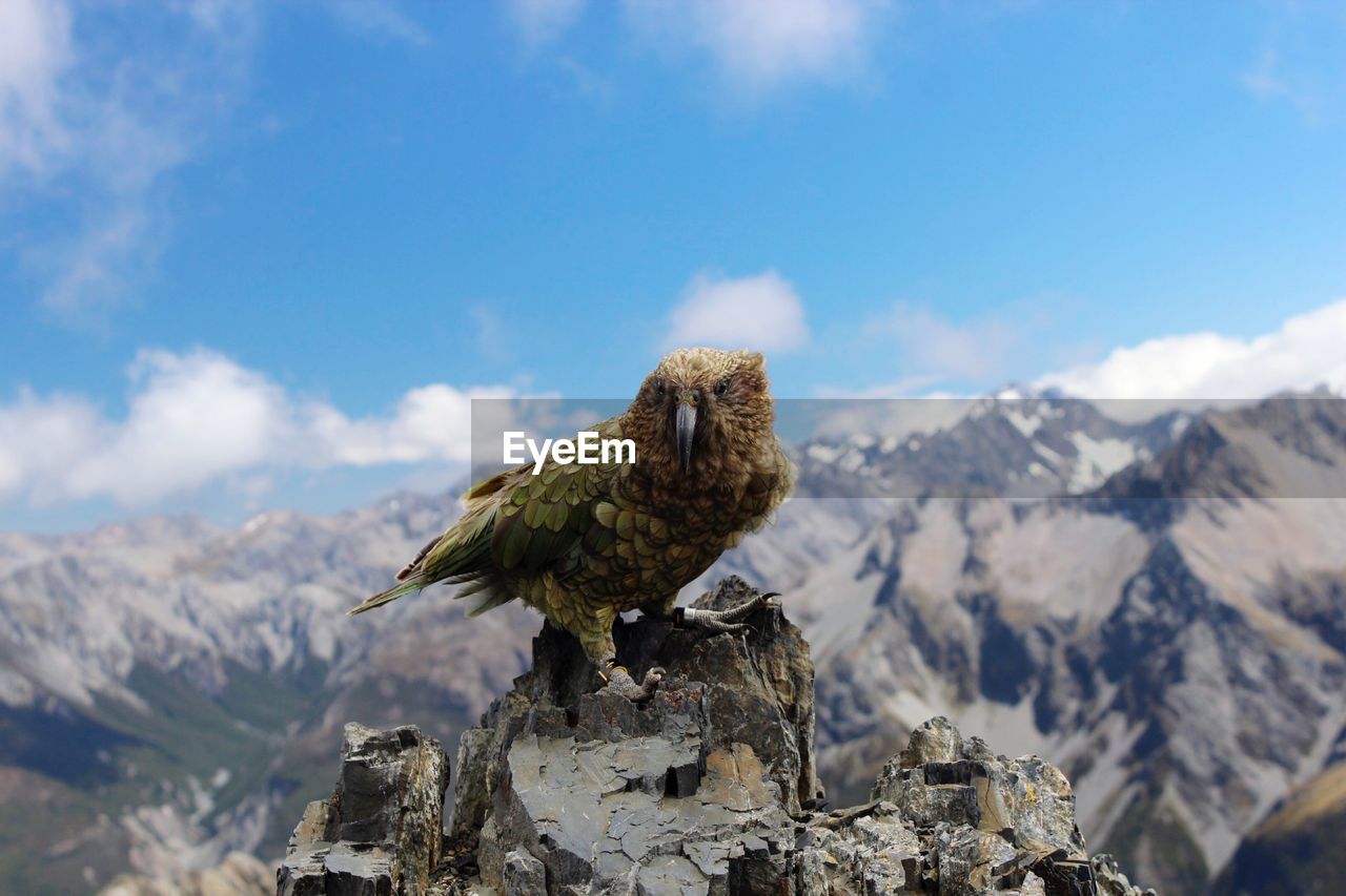 Bird perching on mountain