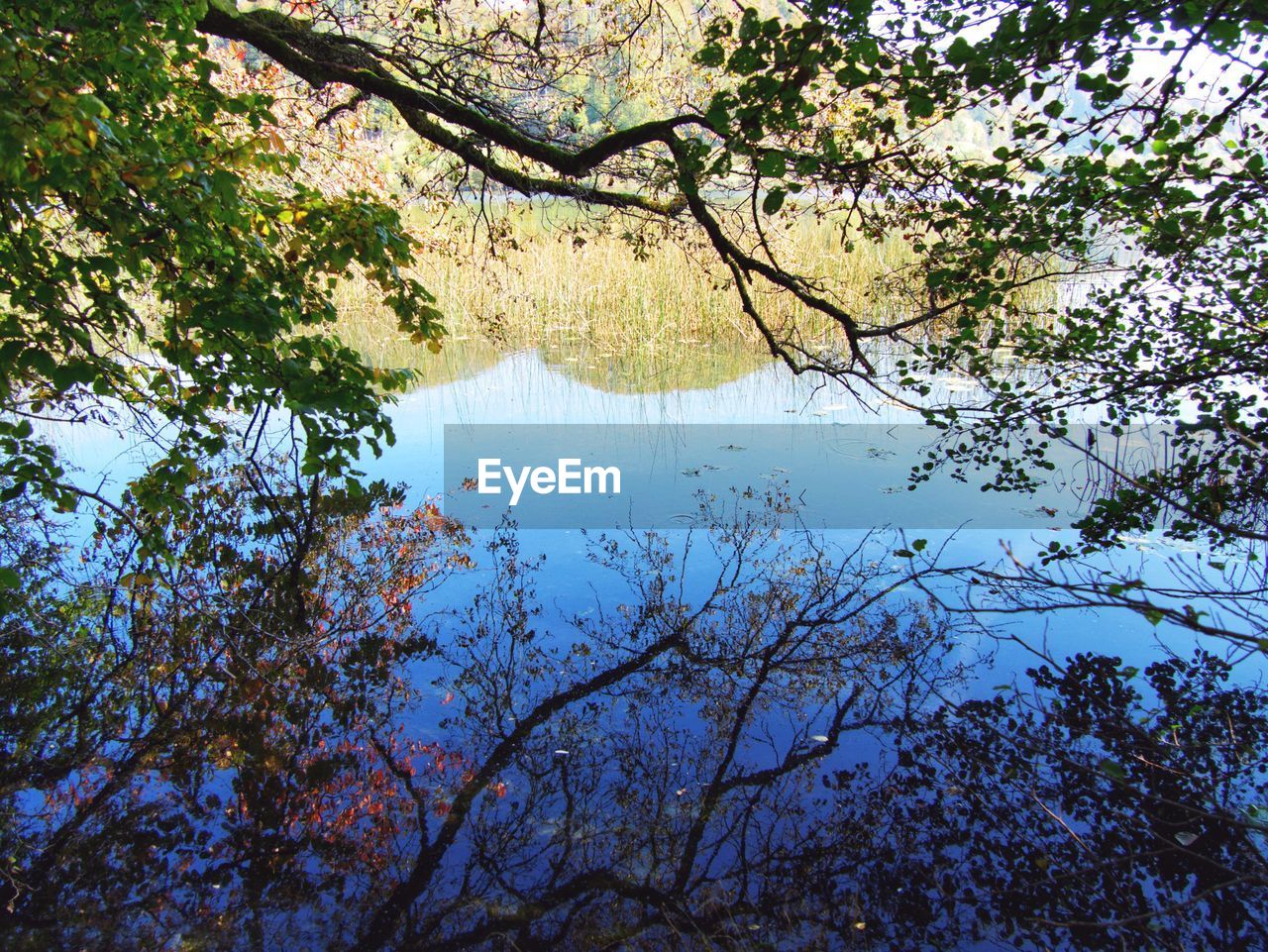LOW ANGLE VIEW OF TREES AGAINST LAKE