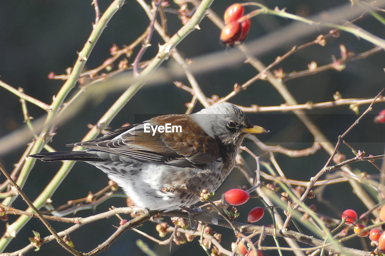 CLOSE-UP OF BIRD PERCHING ON FENCE