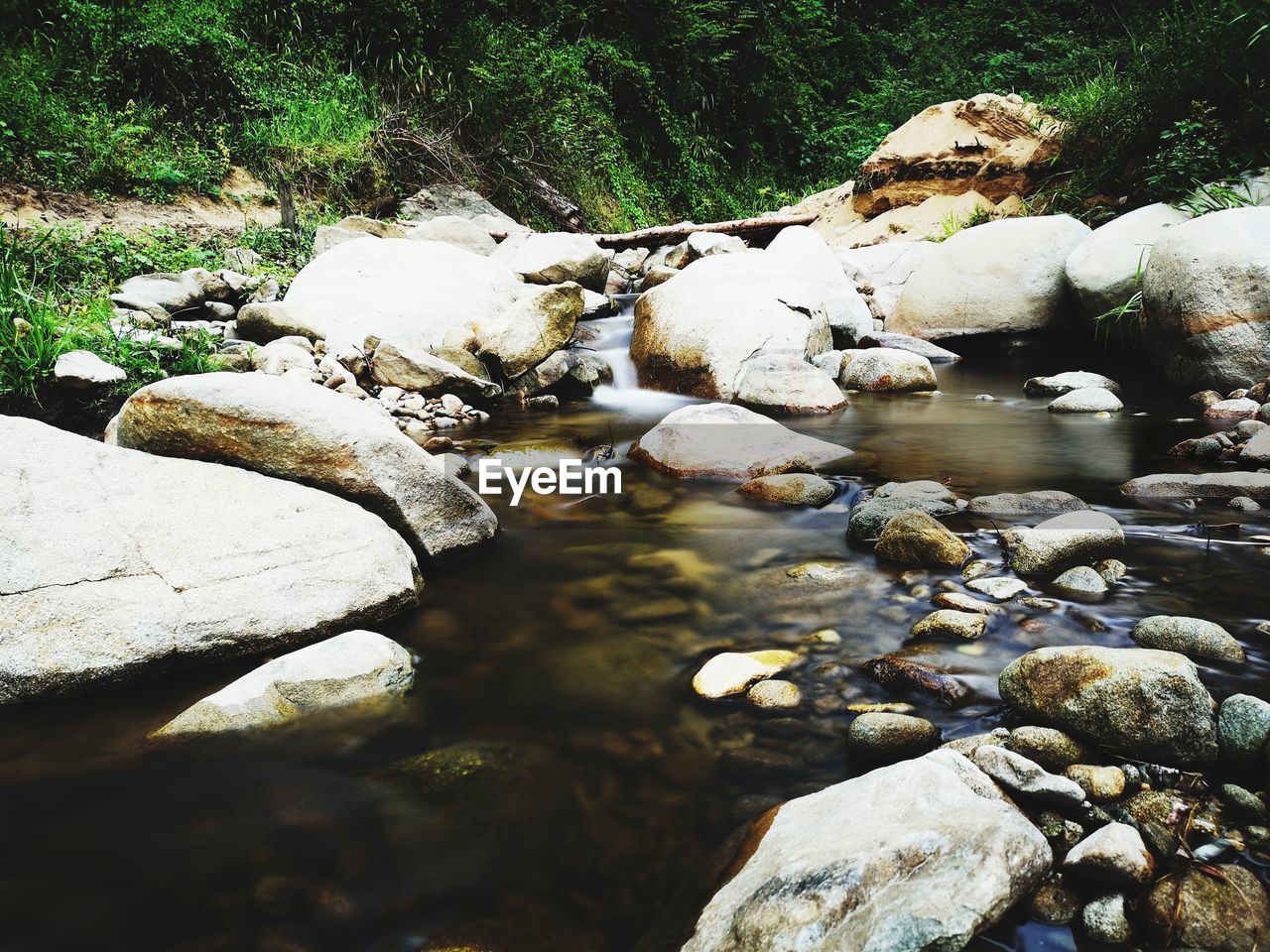 PLANTS GROWING ON ROCK IN WATER