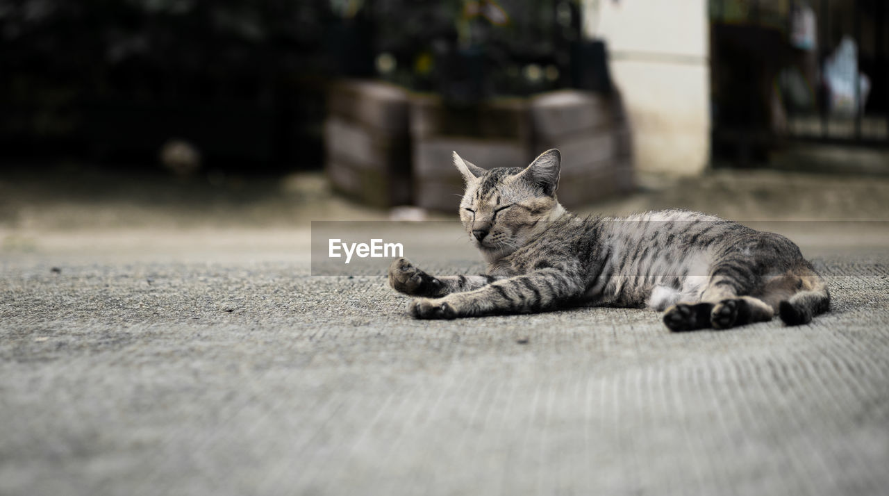 CAT LYING ON STREET