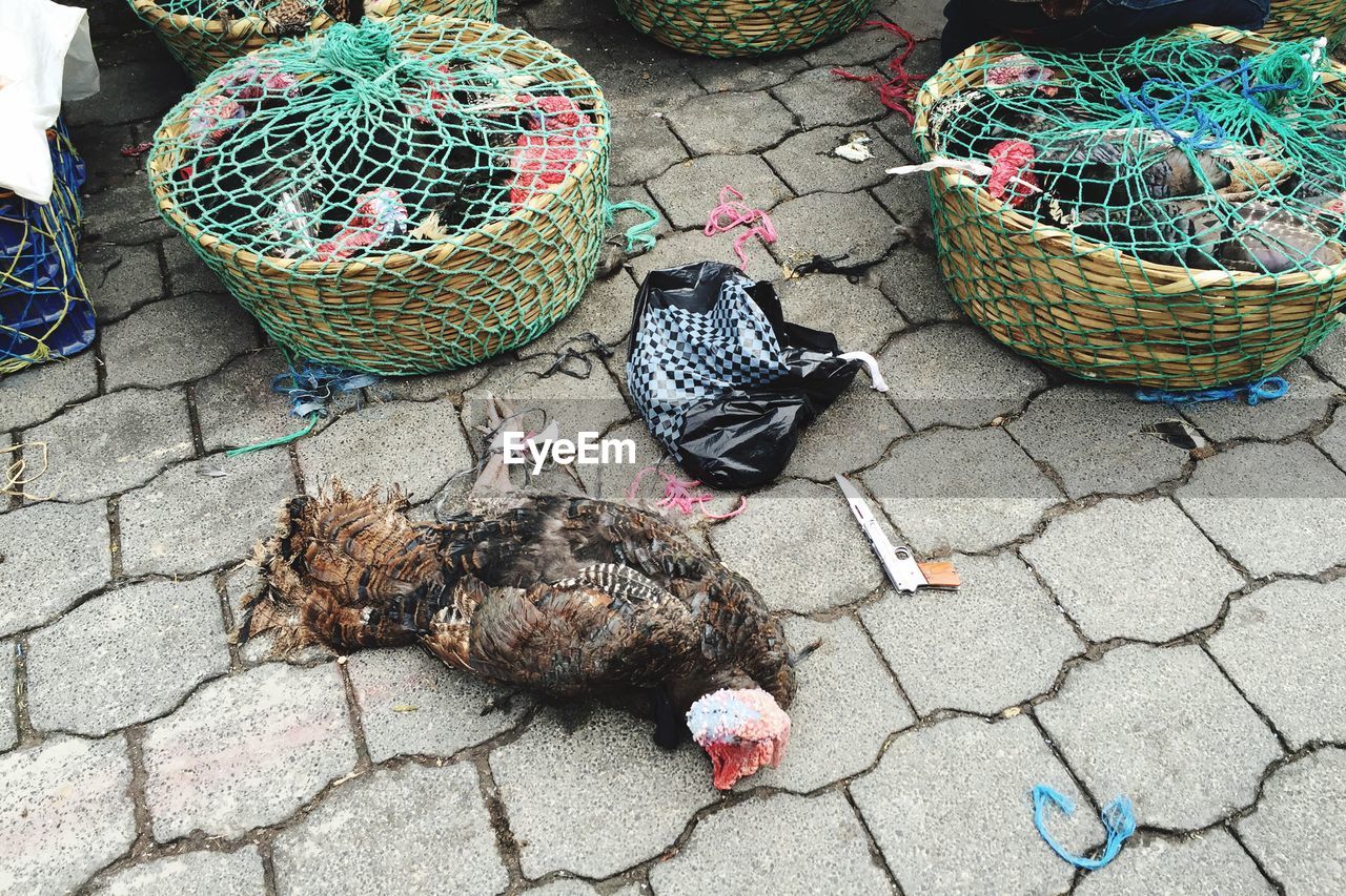 High angle view of dead roosters on footpath