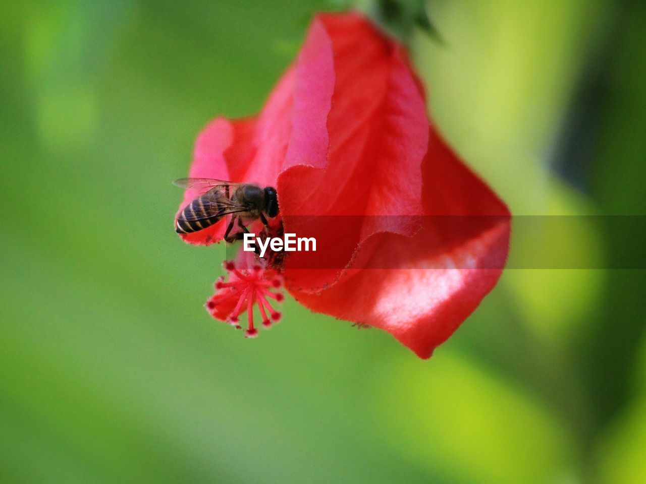 CLOSE-UP OF INSECT POLLINATING ON RED ROSE