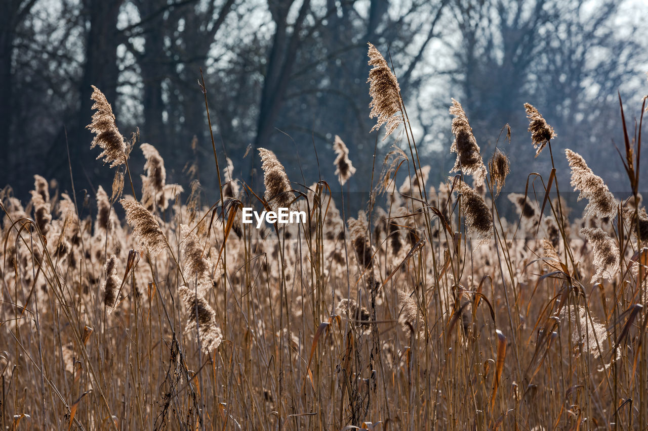 Reeds in the backlight at the pond in front of trees in the background