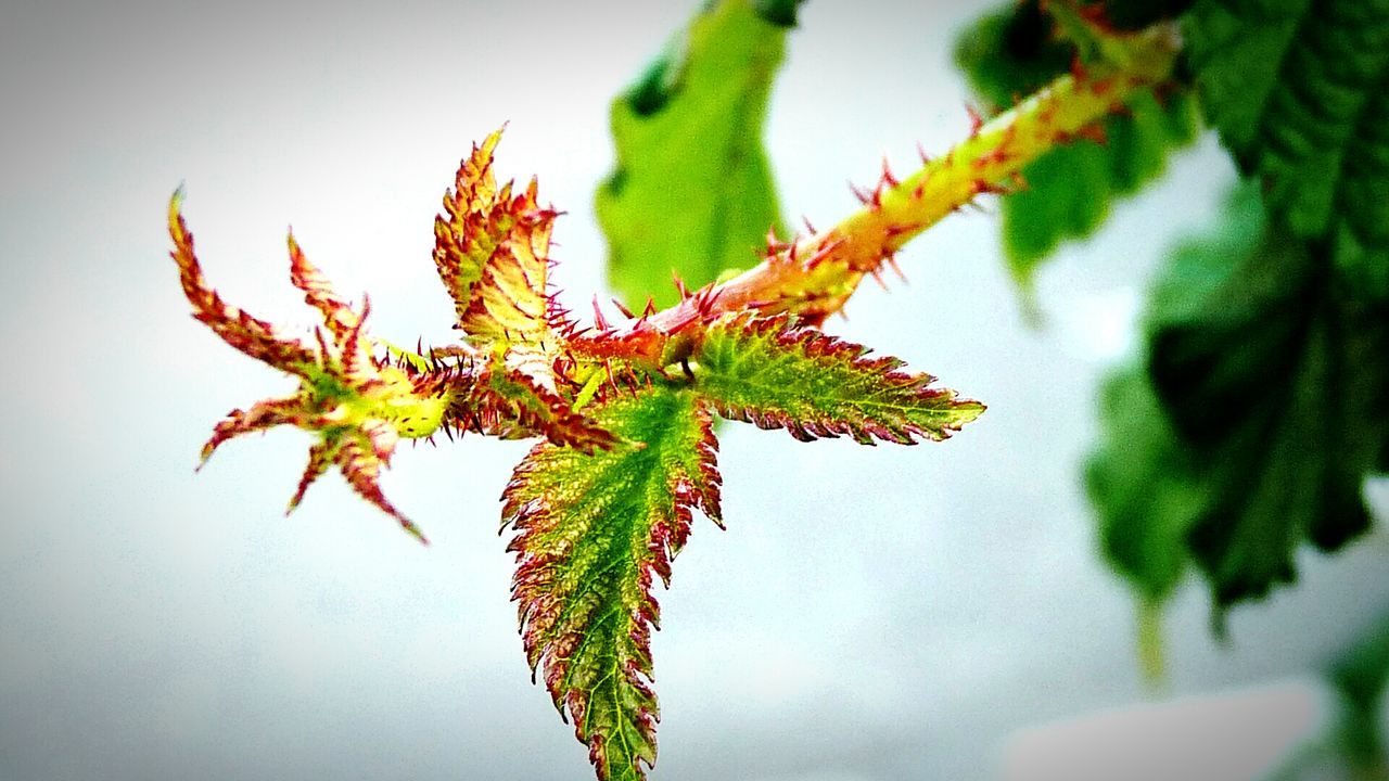 CLOSE-UP OF PLANT OUTDOORS