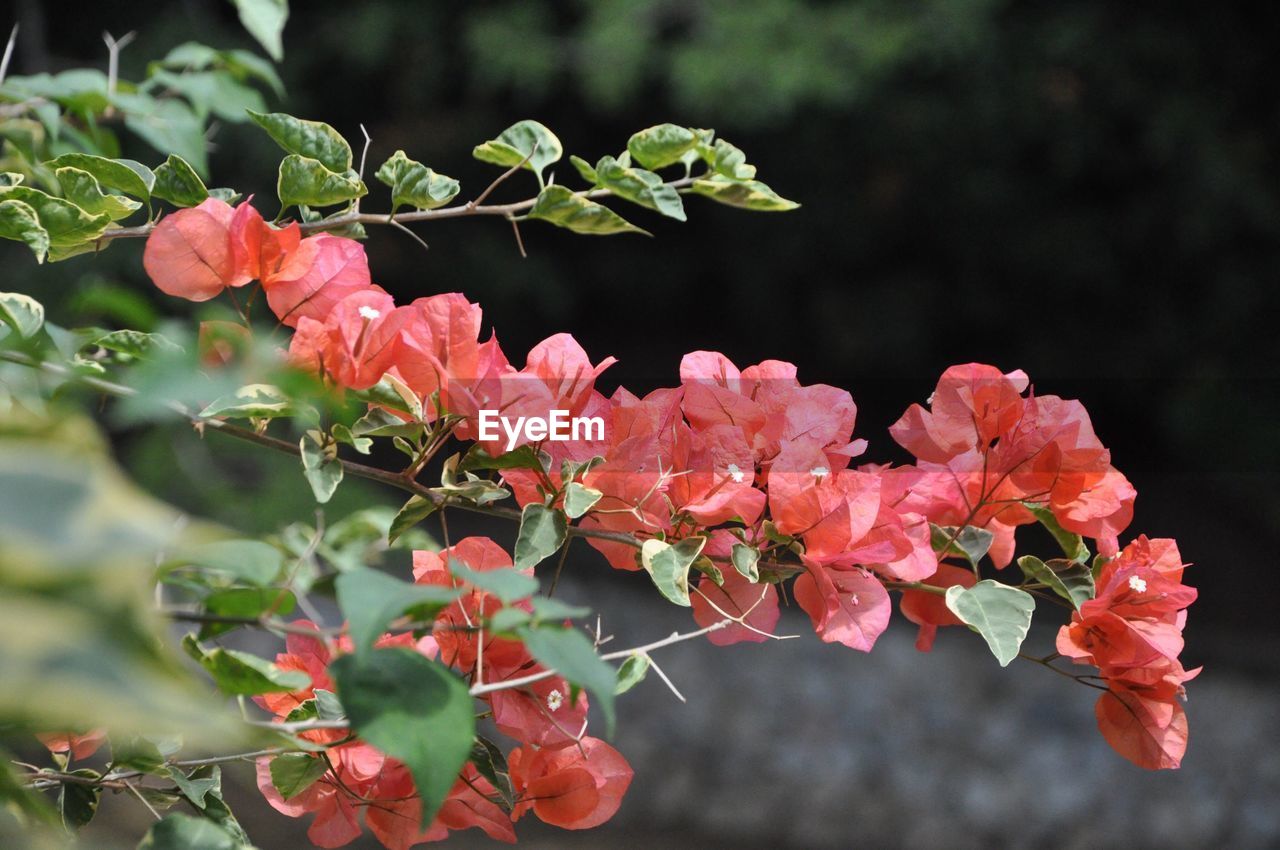 CLOSE-UP OF PINK FLOWERS BLOOMING IN PARK