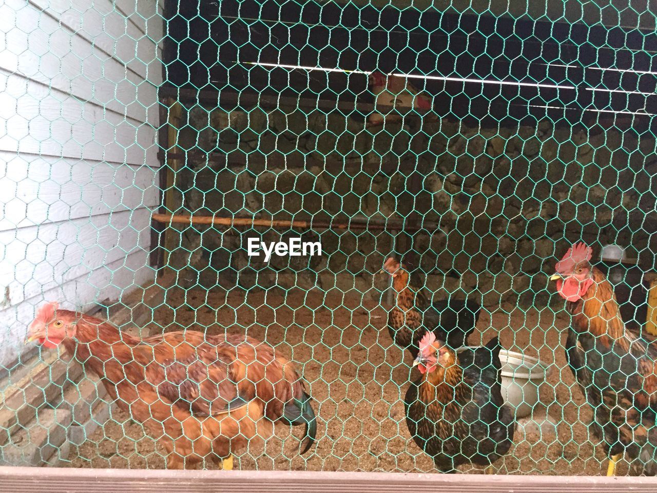 High angle view of chickens in poultry farm