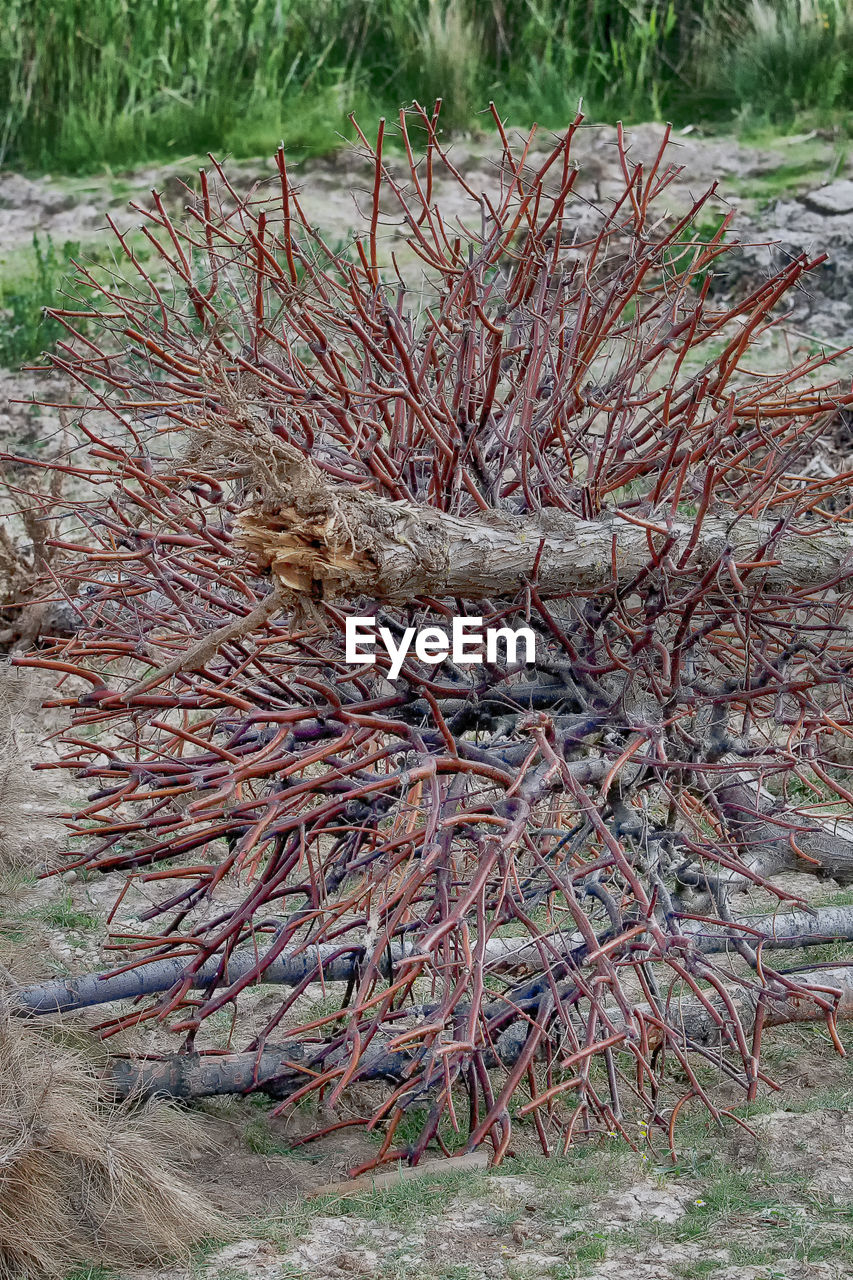 CLOSE-UP OF TREE