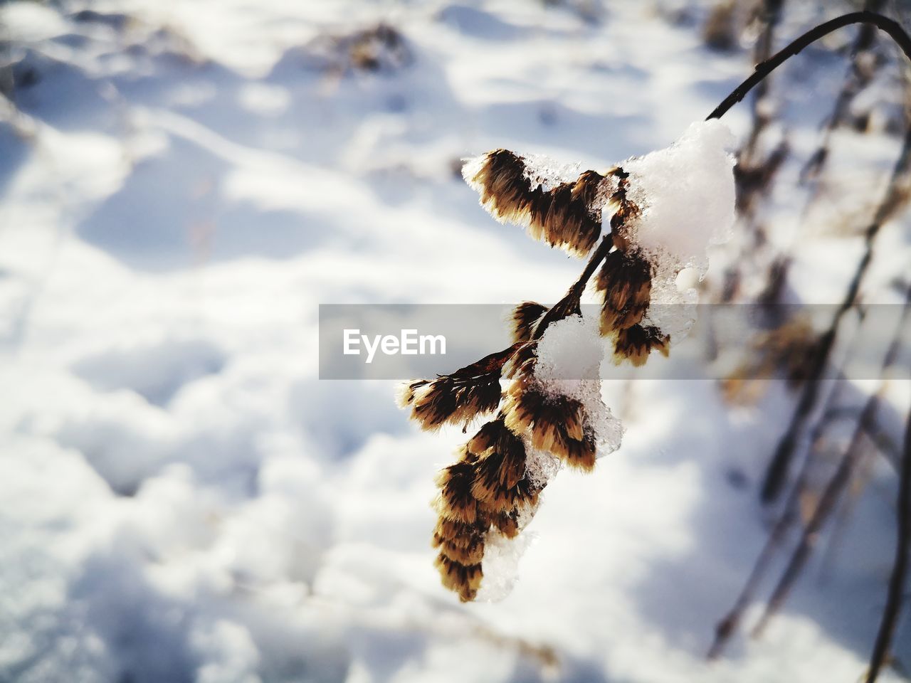 CLOSE-UP OF WILTED PLANT AGAINST SKY